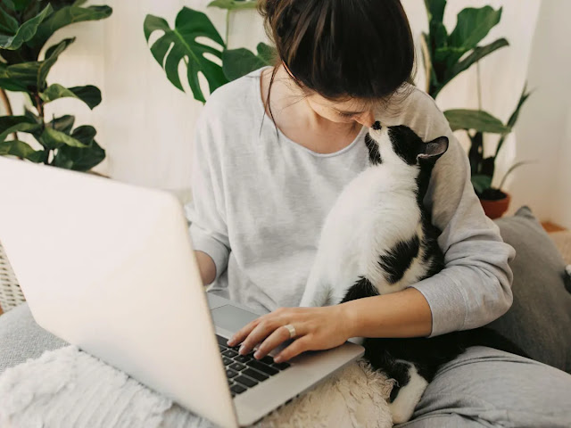 Why cats make the best pets