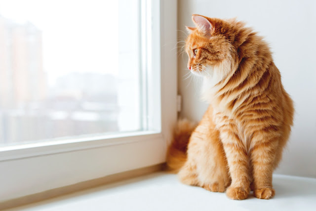 Why cats are a better pet compared to dogs