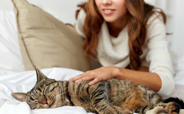 Cats help reduce stress