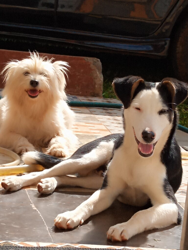 Dog Lovers Kenya
